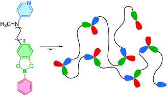 Graphical abstract: Supramolecular polymers based on dative boron–nitrogen bonds