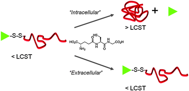 Graphical abstract: “Isothermal” LCST transitions triggered by bioreduction of single polymer end-groups