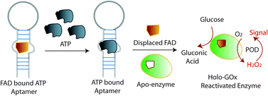 Graphical abstract: GOx signaling triggered by aptamer-based ATP detection