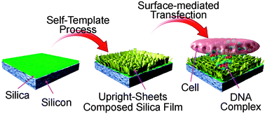 Graphical abstract: Silica-based gene reverse transfection: an upright nanosheet network for promoted DNA delivery to cells