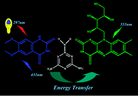 Graphical abstract: A light harvesting Bi-component hydrogel with a riboflavin acceptor