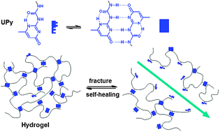 Graphical abstract: Multivalent H-bonds for self-healing hydrogels