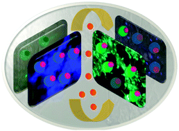 Graphical abstract: Supramolecular metal displacement allows on-fluorescence analysis of manganese(ii) in living cells