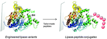 Graphical abstract: Semisynthetic peptide–lipase conjugates for improved biotransformations