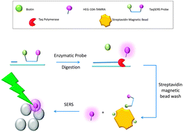Graphical abstract: Specific detection of DNA through coupling of a TaqMan assay with surface enhanced Raman scattering (SERS)