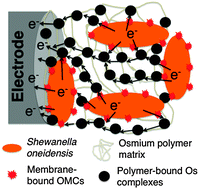 Graphical abstract: Improved microbial electrocatalysis with osmium polymer modified electrodes