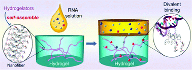 Graphical abstract: Supramolecular hydrogel of kanamycin selectively sequesters 16S rRNA