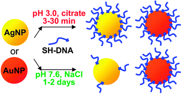 Graphical abstract: Fast pH-assisted functionalization of silver nanoparticles with monothiolated DNA