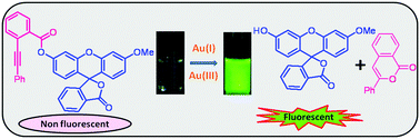 Graphical abstract: Exploiting the higher alkynophilicity of Au-species: development of a highly selective fluorescent probe for gold ions