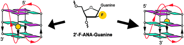 Graphical abstract: 2′-F-ANA-guanosine and 2′-F-guanosine as powerful tools for structural manipulation of G-quadruplexes