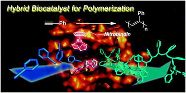 Graphical abstract: A rhodium complex-linked β-barrel protein as a hybrid biocatalyst for phenylacetylene polymerization