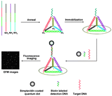 Graphical abstract: Quantitative detection of single DNA molecules on DNA tetrahedron decorated substrates