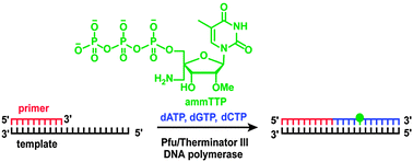 Graphical abstract: Incorporation of 4′-C-aminomethyl-2′-O-methylthymidine into DNA by thermophilic DNA polymerases