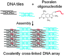 Graphical abstract: Triplex-directed covalent cross-linking of a DNA nanostructure
