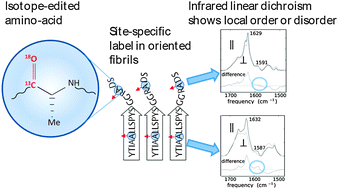 Graphical abstract: Local orientational disorder in peptide fibrils probed by a combination of residue-specific 13C–18O labelling, polarised infrared spectroscopy and molecular combing