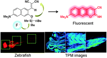Graphical abstract: In vivo two-photon fluorescent imaging of fluoride with a desilylation-based reactive probe