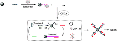 Graphical abstract: Sensitive SERS detection of DNA and lysozyme based on polymerase assisted cross strand-displacement amplification