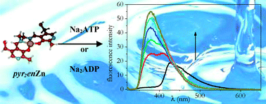 Graphical abstract: Selective detection of ATP and ADP in aqueous solution by using a fluorescent zinc receptor