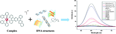 Graphical abstract: Visual specific luminescent probing of hybrid G-quadruplex DNA by a ruthenium polypyridyl complex