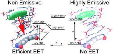 Graphical abstract: Excess electron transfer dynamics in DNA hairpins conjugated with N,N-dimethylaminopyrene as a photosensitizing electron donor