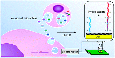 Graphical abstract: A label-free electrical detection of exosomal microRNAs using microelectrode array