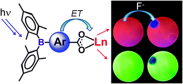 Graphical abstract: Selective activation of lanthanide luminescence with triarylboron-functionalized ligands and visual fluoride indicators