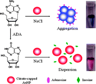 Graphical abstract: Enzyme-regulated unmodified gold nanoparticle aggregation: a label free colorimetric assay for rapid and sensitive detection of adenosine deaminase activity and inhibition