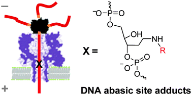 Graphical abstract: Modulation of the current signatures of DNA abasic site adducts in the α-hemolysin ion channel