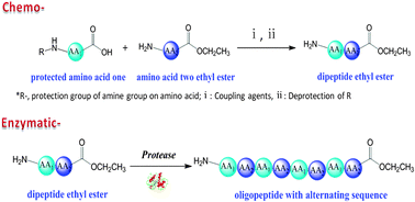 Graphical abstract: Simplifying alternating peptide synthesis by protease-catalyzed dipeptide oligomerization