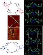 Graphical abstract: Design and synthesis of regioisomeric triazole based peptidomimetic macrocycles and their dipole moment controlled self-assembly