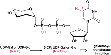 Graphical abstract: One-step synthesis of novel glycosyltransferase inhibitors