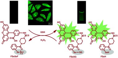 Graphical abstract: A fluorescent probe for rapid detection of thiols and imaging of thiols reducing repair and H2O2 oxidative stress cycles in living cells