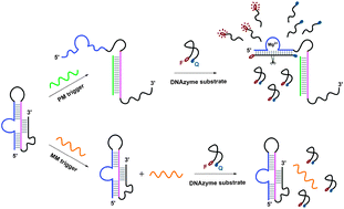 Graphical abstract: Controlling the function of DNA nanostructures with specific trigger sequences