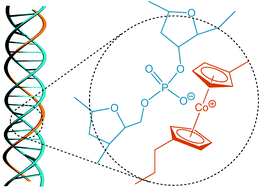 Graphical abstract: DNA-induced chirality in water-soluble poly(cobaltoceniumethylene)