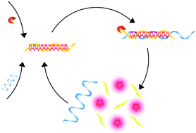 Graphical abstract: Exonuclease-aided amplification for label-free and fluorescence turn-on DNA detection based on aggregation-induced quenching