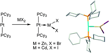 Graphical abstract: Metal-only Lewis pairs featuring unsupported Pt→M (M = Zn or Cd) dative bonds