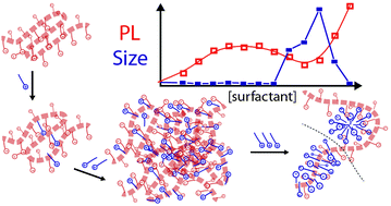 Graphical abstract: Surfactant controlled aggregation of conjugated polyelectrolytes