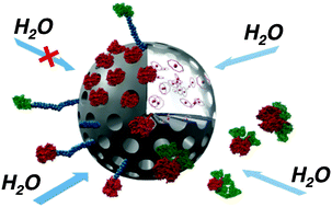 Graphical abstract: High signal contrast gating with biomodified Gd doped mesoporous nanoparticles
