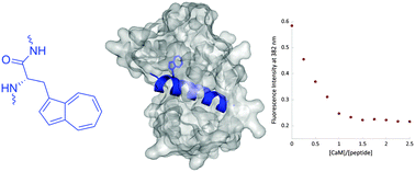 Graphical abstract: Painting proteins blue: β-(1-azulenyl)-l-alanine as a probe for studying protein–protein interactions