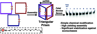 Graphical abstract: DNA nanostructure serum stability: greater than the sum of its parts