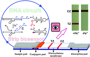 Graphical abstract: Enzyme-free strip biosensor for amplified detection of Pb2+ based on a catalytic DNA circuit