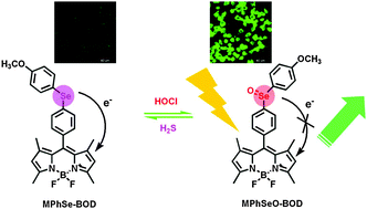 Graphical abstract: A reversible fluorescence probe based on Se–BODIPY for the redox cycle between HClO oxidative stress and H2S repair in living cells