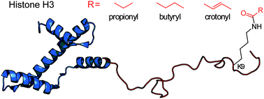 Graphical abstract: Synthesis of ε-N-propionyl-, ε-N-butyryl-, and ε-N-crotonyl-lysine containing histone H3 using the pyrrolysine system