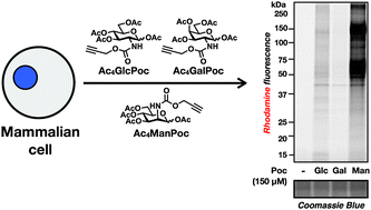 Graphical abstract: N-Propargyloxycarbamate monosaccharides as metabolic chemical reporters of carbohydrate salvage pathways and protein glycosylation