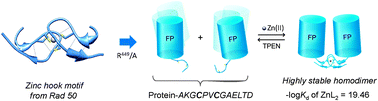 Graphical abstract: Femtomolar Zn(ii) affinity of minimal zinc hook peptides – a promising small tag for protein engineering