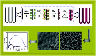 Graphical abstract: Biotemplated synthesis of Au nanoparticles–TiO2 nanotube junctions for enhanced direct electrochemistry of heme proteins