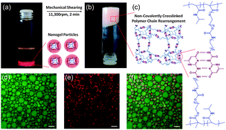 Graphical abstract: Moldable high internal phase emulsion hydrogel objects from non-covalently crosslinked poly(N-isopropylacrylamide) nanogel dispersions