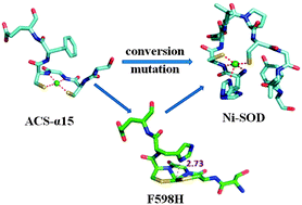 Graphical abstract: Functional conversion of nickel-containing metalloproteins via molecular design: from a truncated acetyl-coenzyme A synthase to a nickel superoxide dismutase
