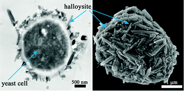 Graphical abstract: Biomimetic cell-mediated three-dimensional assembly of halloysite nanotubes