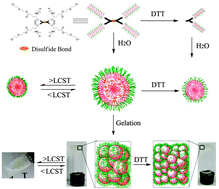 Graphical abstract: Reduction- and thermo-sensitive star polypeptide micelles and hydrogels for on-demand drug delivery